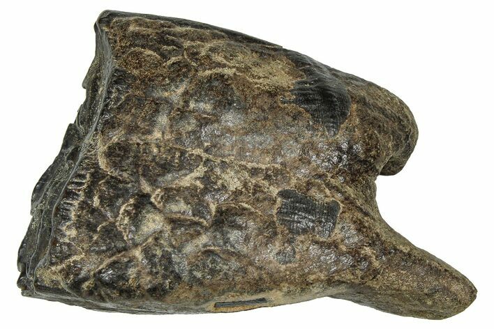 Pleistocene Aged Fossil Horse Tooth - South Carolina #374108